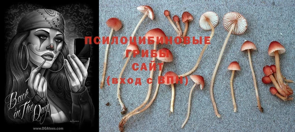 стаф Ростов