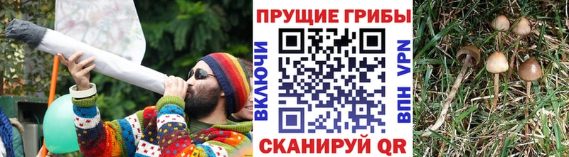 Псилоцибиновые грибы Psilocybine cubensis  Сегежа 